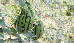 怀仁最近网红大瓜